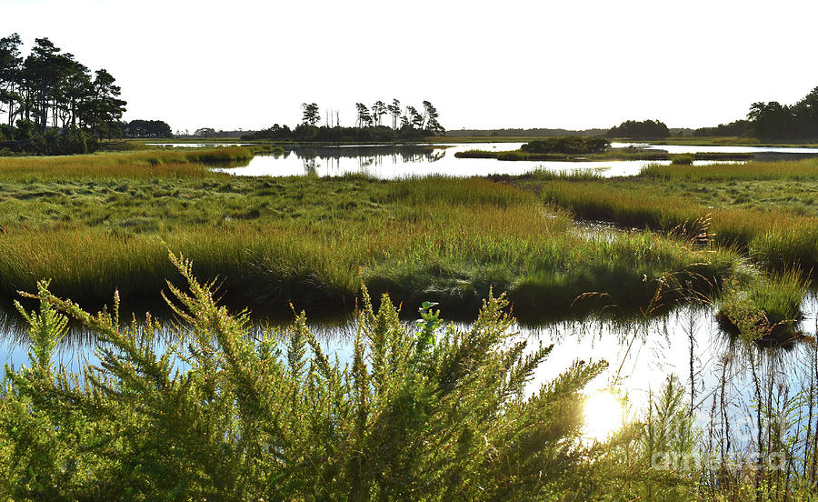 The Marsh On Assateague Photograph by Skip Willits