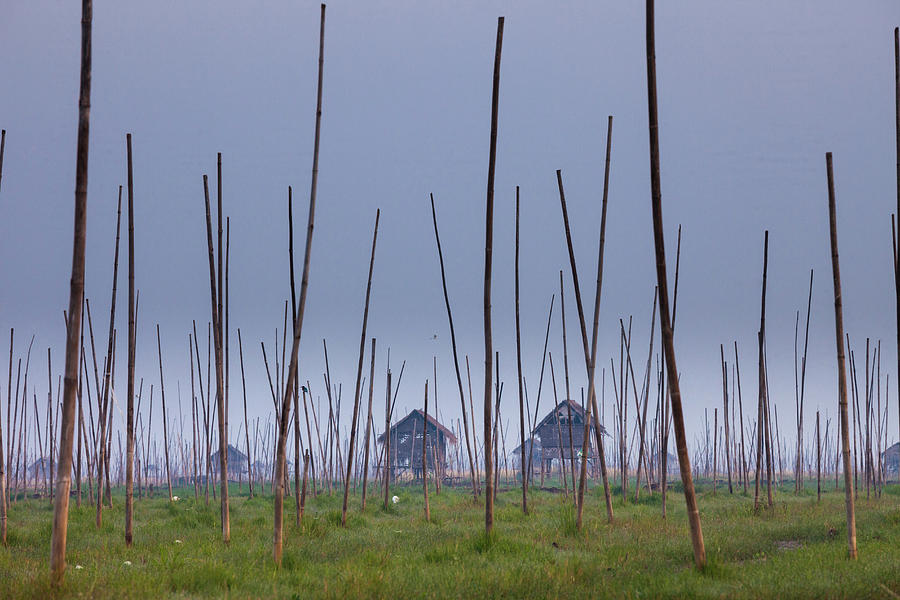 The Marshes Of Inle Lake, Myanmar Photograph by Mint Images - Art Wolfe