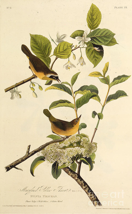 The Maryland Yellowthroat Drawing by Heritage Images