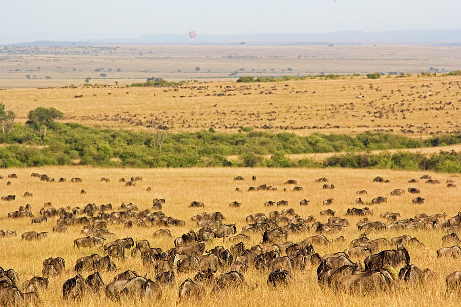 The Masai Mara Photograph by Wldavies The Masai Mara Photograph by Wldavies