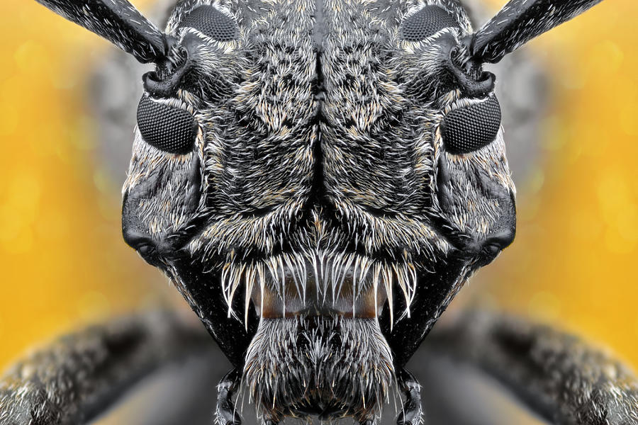Insects Photograph - The Mask by Donald Jusa