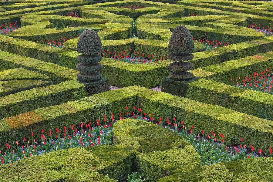 The Maze Like Hedges At The Chateau Of Photograph by Julian Elliott Photography