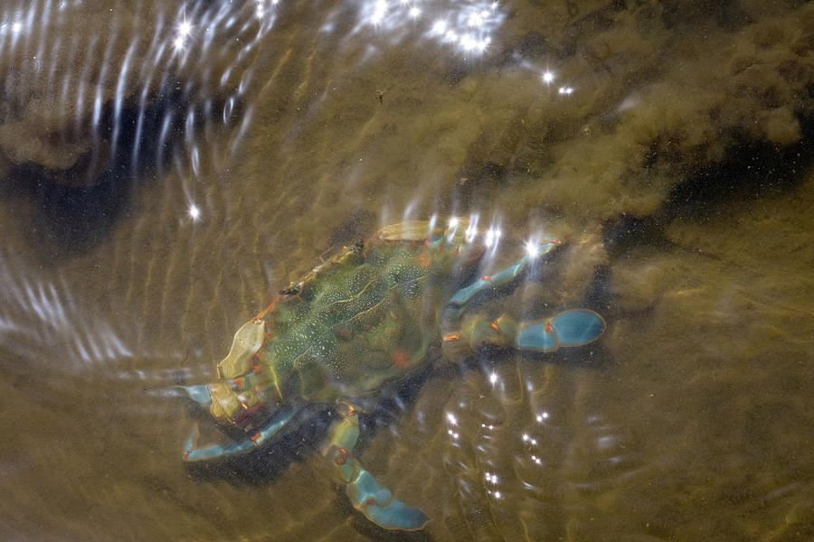 The Mean Blue Crab Photograph by Debra Martz