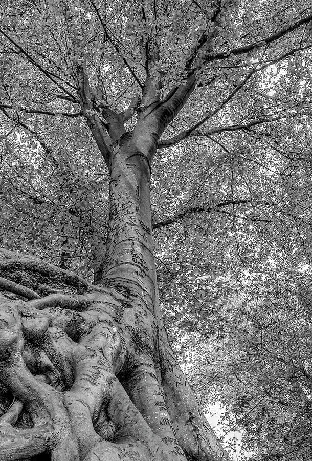 The Medusa Tree Photograph by Blaine Owens