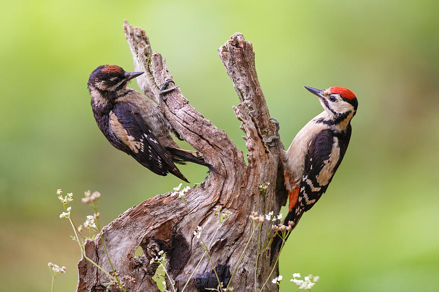 Woodpecker Photograph - The Meeting by Mario Surez