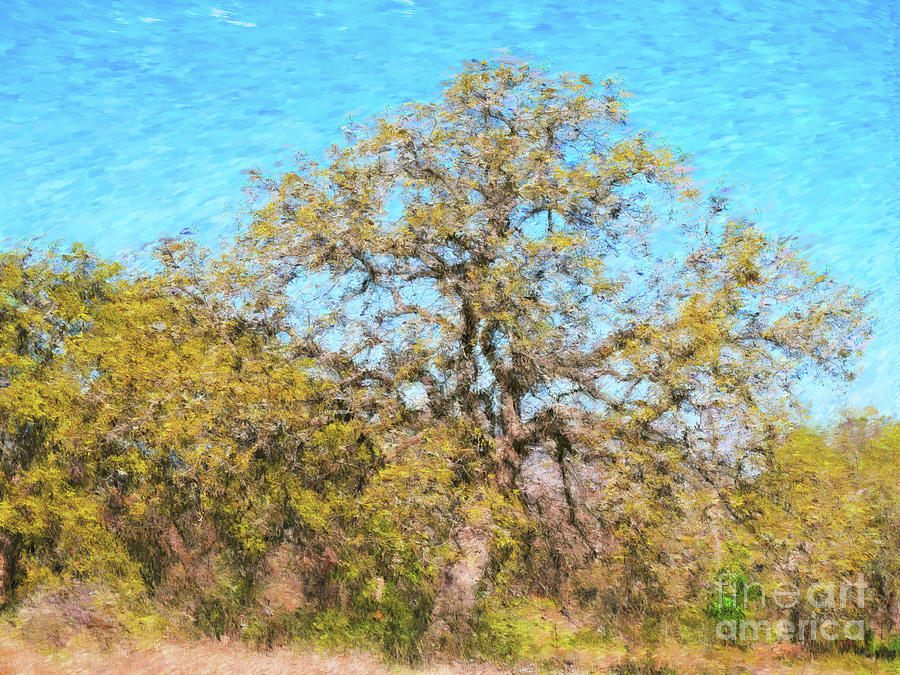 The Mighty Oak Photograph