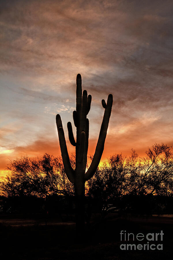 The Mighty Saguaro Photograph by Robert Bales