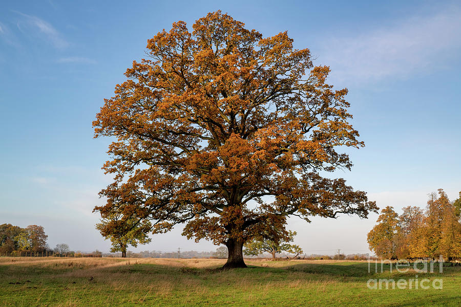 The Mighty Seasonal Oak - Autumn Photograph by Tim Gainey