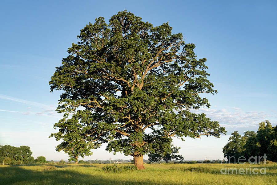 The Mighty Seasonal Oak - Summer Photograph by Tim Gainey