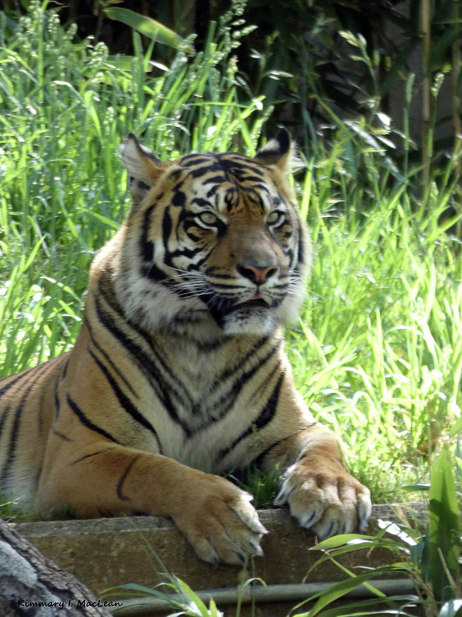 The Mighty Tiger Photograph by Kimmary MacLean - Fine Art America