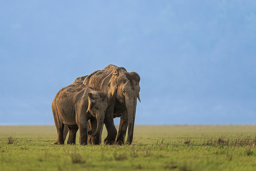Elephant Photograph - The Mighty Walk by Yogesh Bhatia