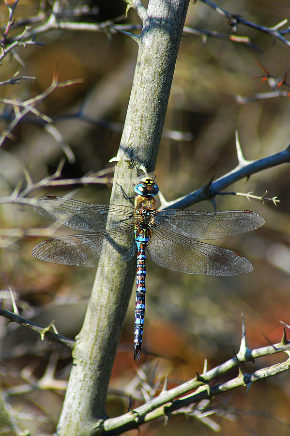 The Migrant Hawker by Darren Weeks The Migrant Hawker by Darren Weeks
