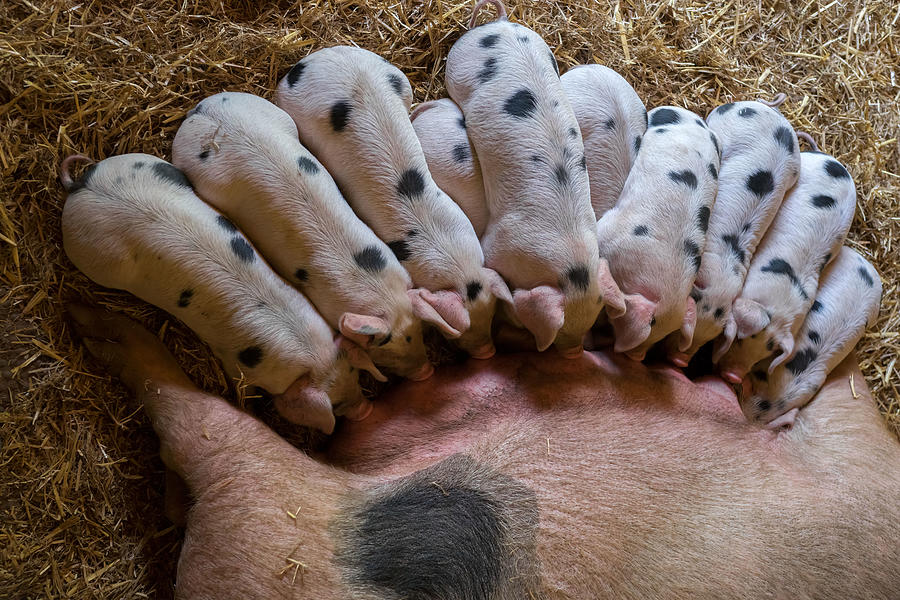 Animal Photograph - The Milkbar Is Open by Gert Van Den Bosch