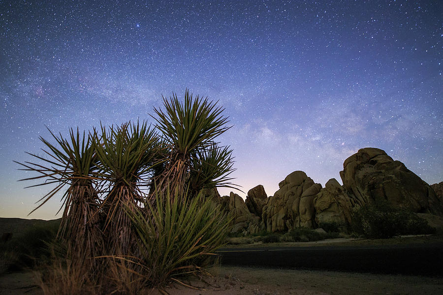 The Milky Way Rises Above Desert Plants Photograph by Jeff Dai