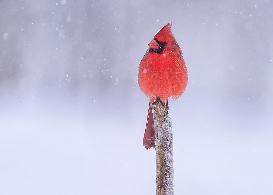 Bird Photograph - The Moment Of Silence In The White World by Ling Lu