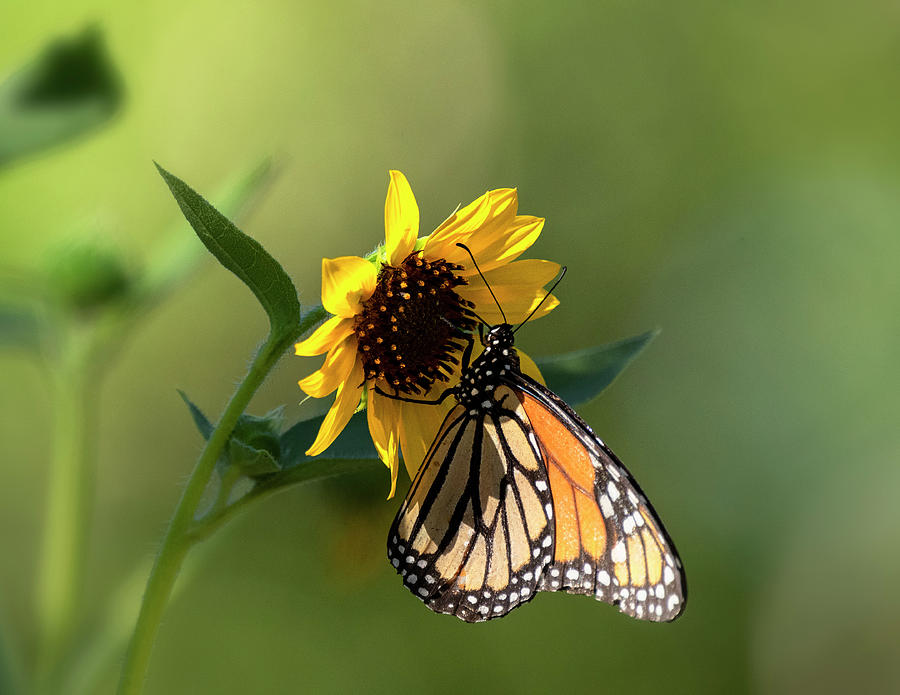 The Monarch And The Sunflower  Photograph by Saija Lehtonen
