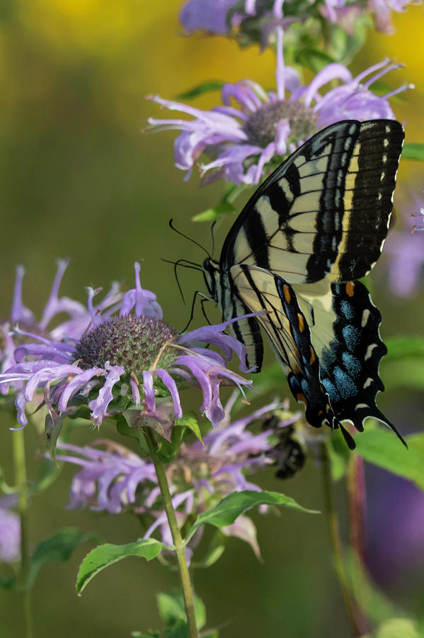 Nature Photograph - The Swallowtail by Diane Beatty