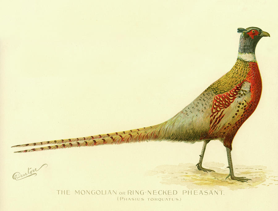 Nature Digital Art - The Mongolian Or Ring-necked Pheasant by Print Collection