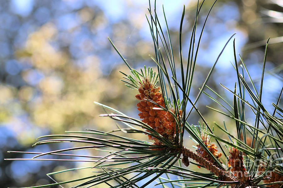 The Monterey Pine Photograph