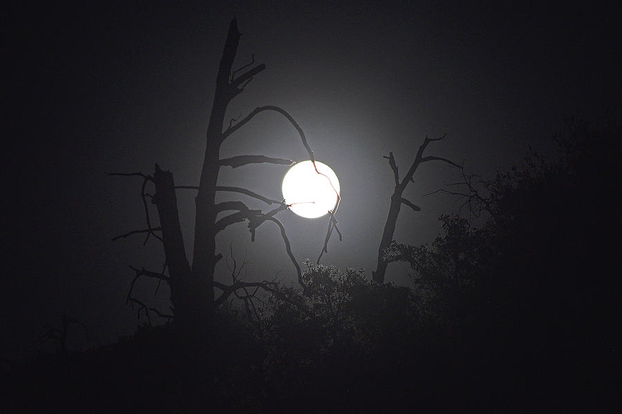 The Moon Tree Photograph by Chance Kafka