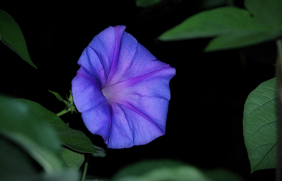 The Morning Glory Photograph by Ernest Echols