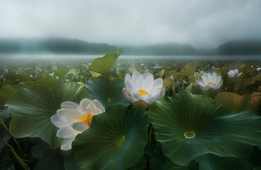 The Morning Rain Photograph by Shanyewuyu