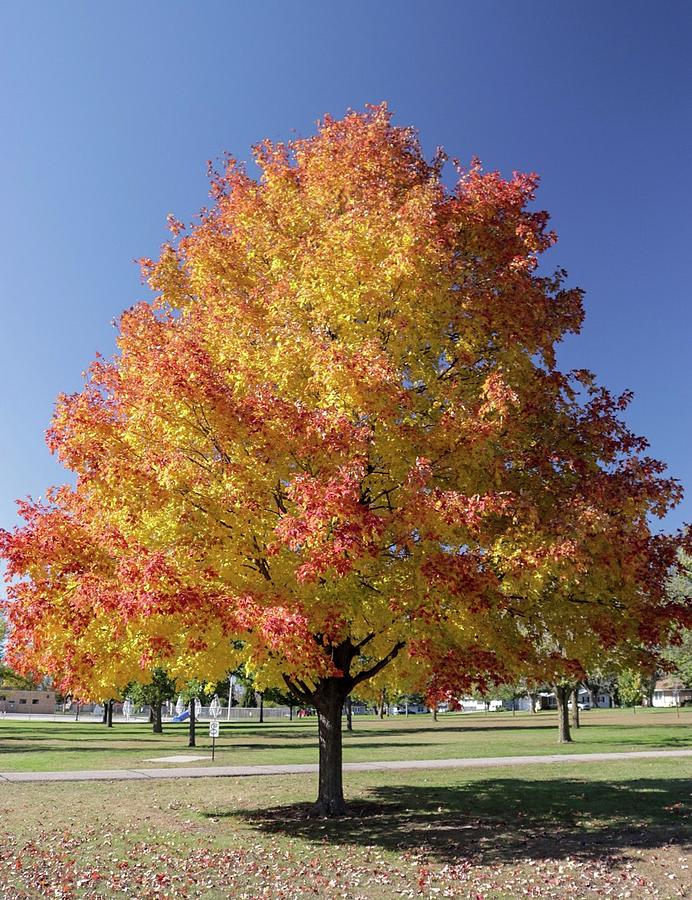 The Most Colorful Tree in the Park Photograph by Ben Hanten - Fine Art ...