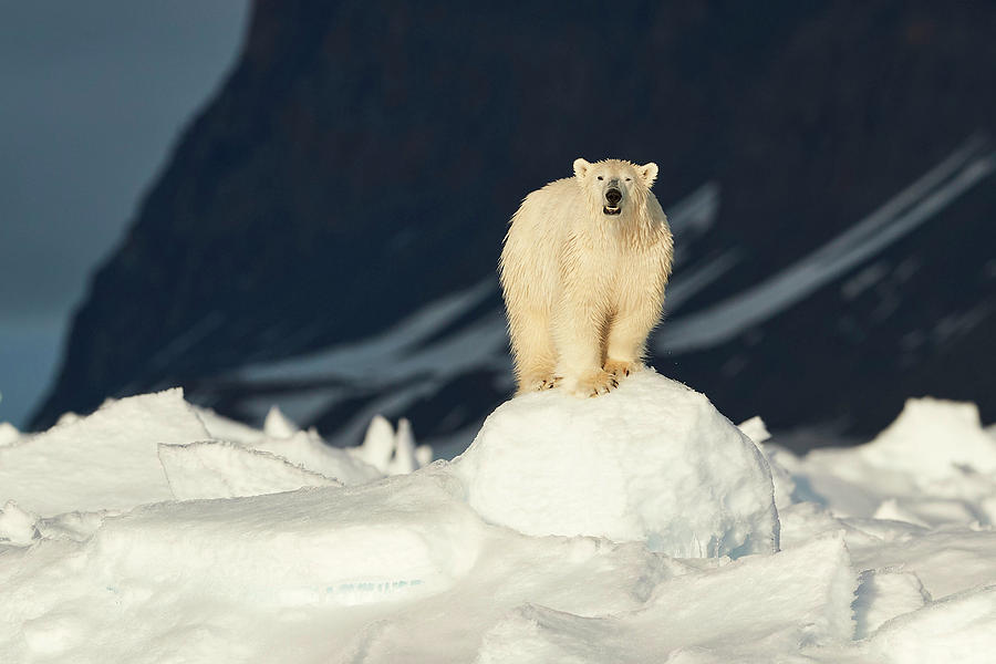 Polar Bear Photograph - The Most Iconic Figure Of The Arctic by Fokion Zissiadis Polar Bear Photograph - The Most Iconic Figure Of The Arctic by Fokion Zissiadis