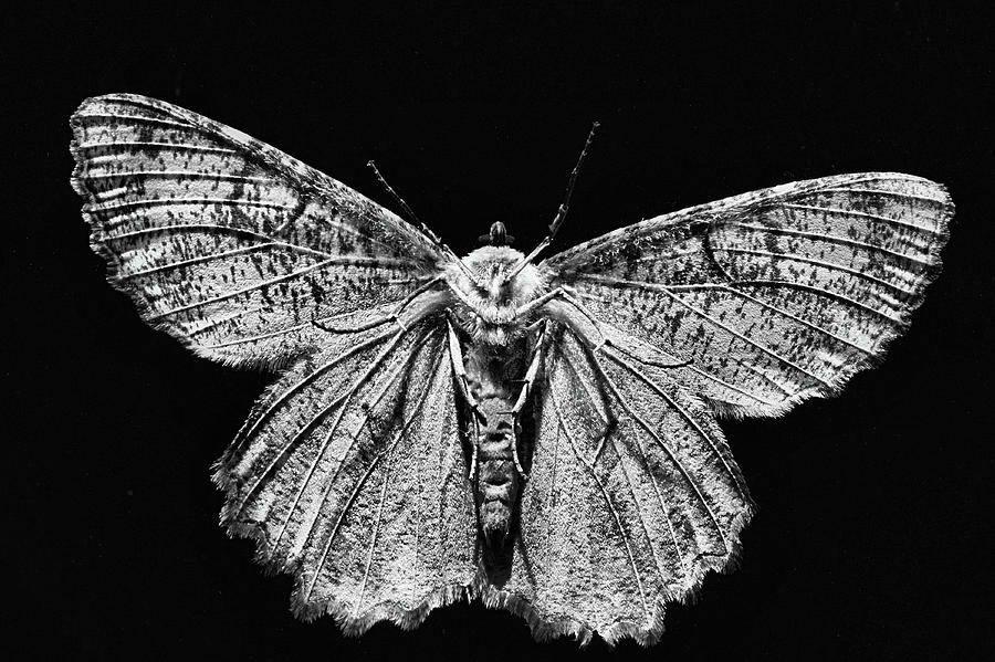 The Moth black and white Photograph by JC Findley