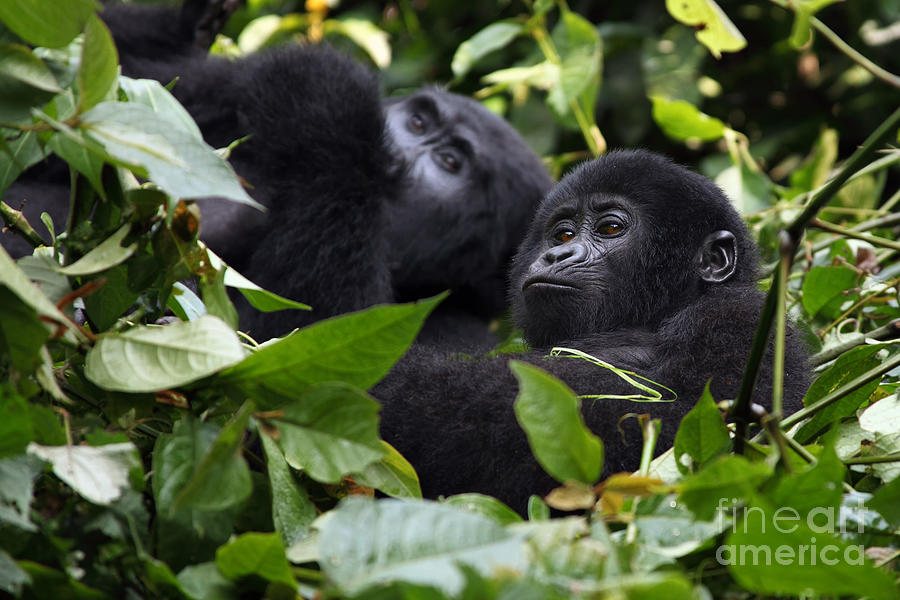 Gorilla Photograph - The Mountain Gorilla Gorilla Beringei by Karel Bartik