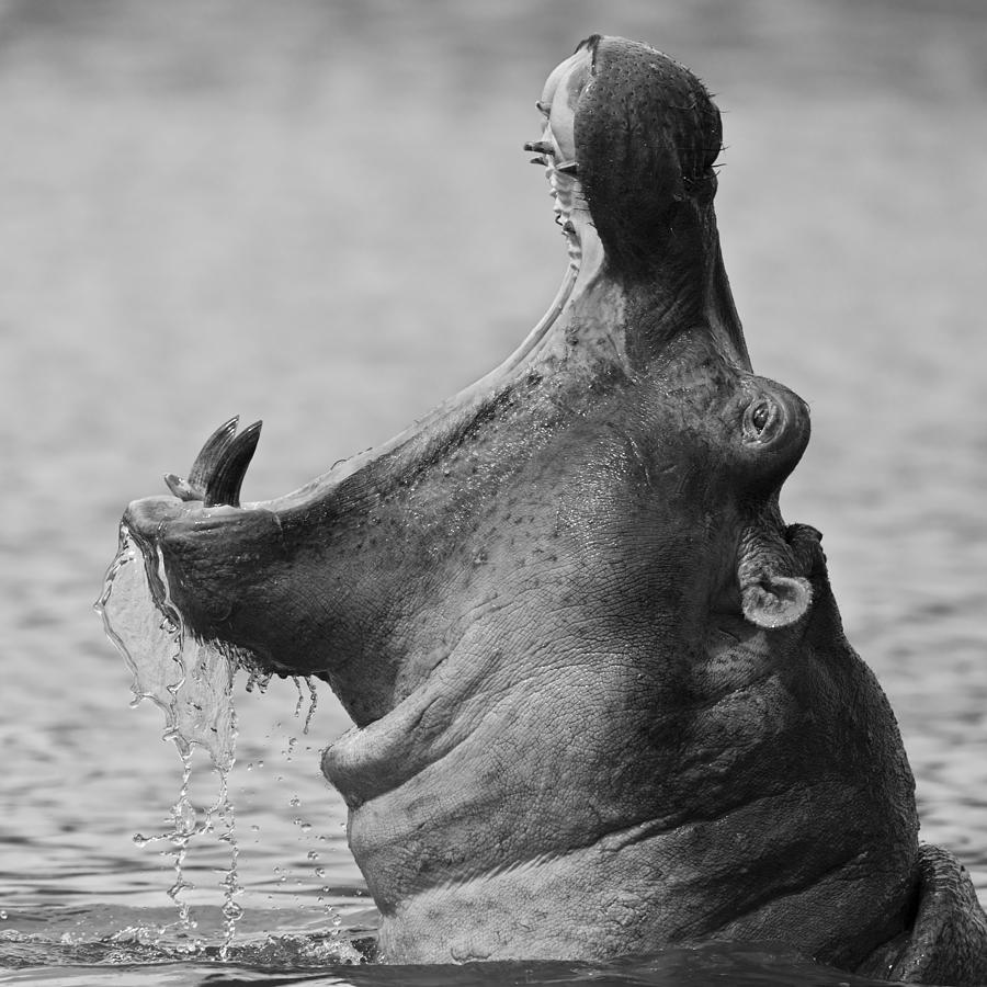 Hippo Photograph - The Mouth by Marco Pozzi