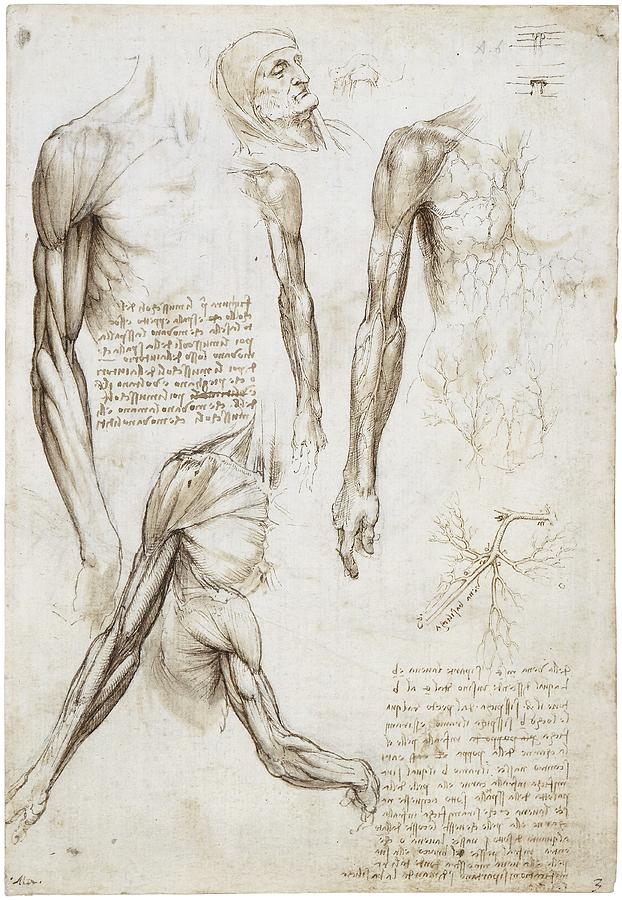 The muscles of the arm, and the veins of the arm and trunk. c.1510-11. Black chalk, pen and ink, ... Painting by Leonardo da Vinci -1452-1519-
