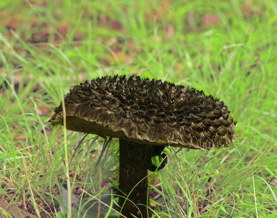 The Mushroom Photograph