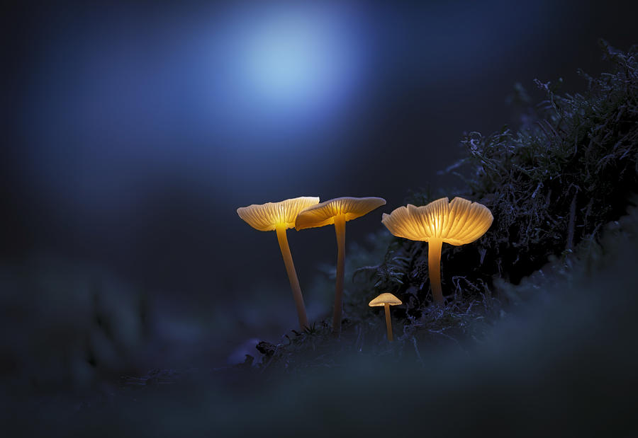 Mushroom Photograph - The Mushrooms Of The Forest 02 by Karim Salehi