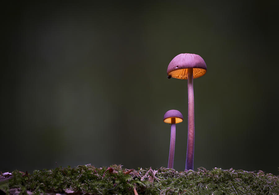 The Mushrooms Of The Forest 04 Photograph by Karim Salehi