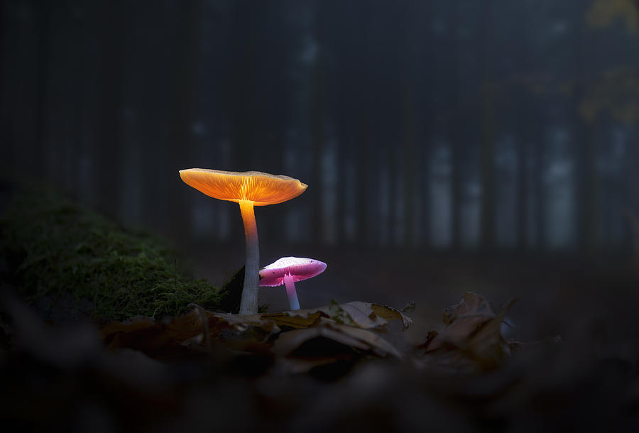 The Mushrooms Of The Forest 05 Photograph by Karim Salehi