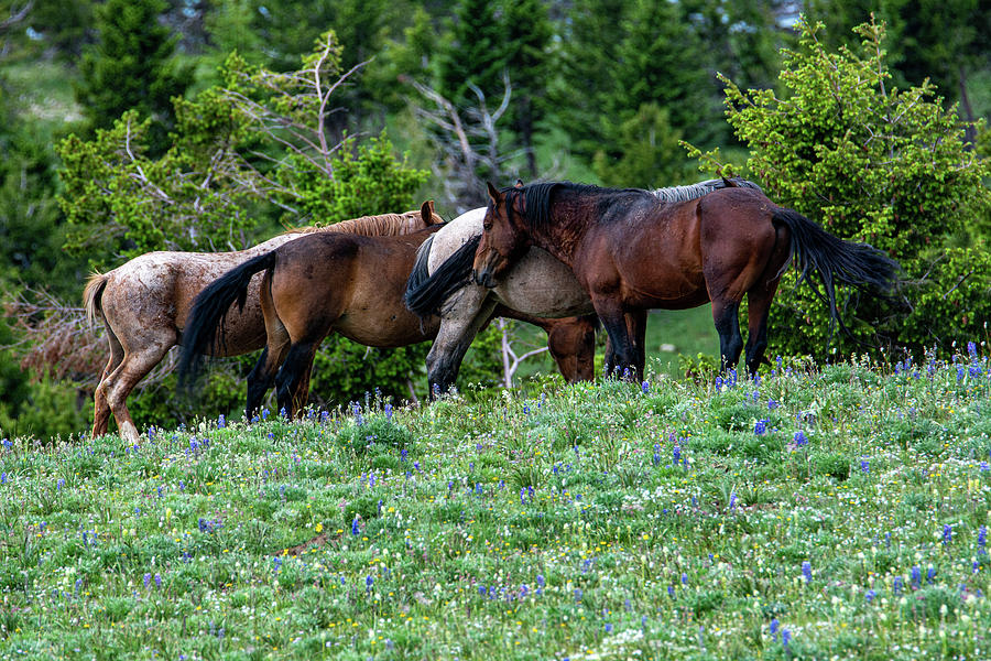 The Musings of Mustangs Photograph by Douglas Wielfaert