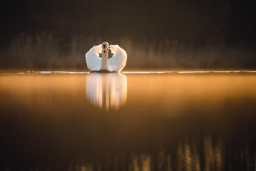 The Mute Swan (cygnus Olor) Photograph by Jan Rozehnal