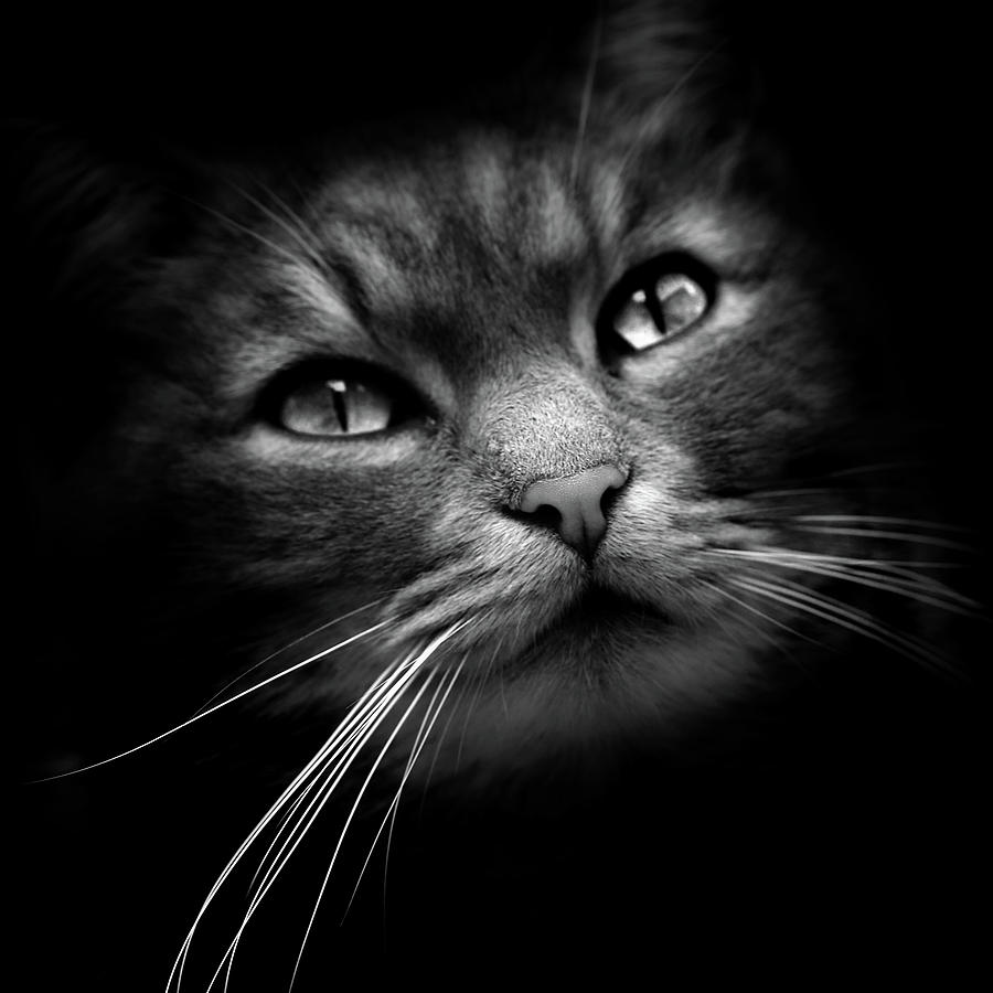 The Mystery Cat Photograph by Sandra Stimac | Pixels