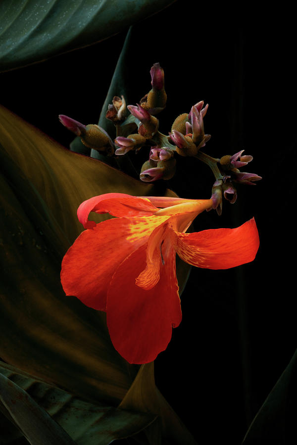 the mystery is in your eye by Cynthia Dickinson the mystery is in your eye by Cynthia Dickinson