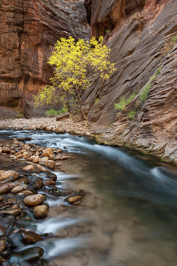 The Narrows and Yellow Aspen Photograph by Tibor Vari - Fine Art America