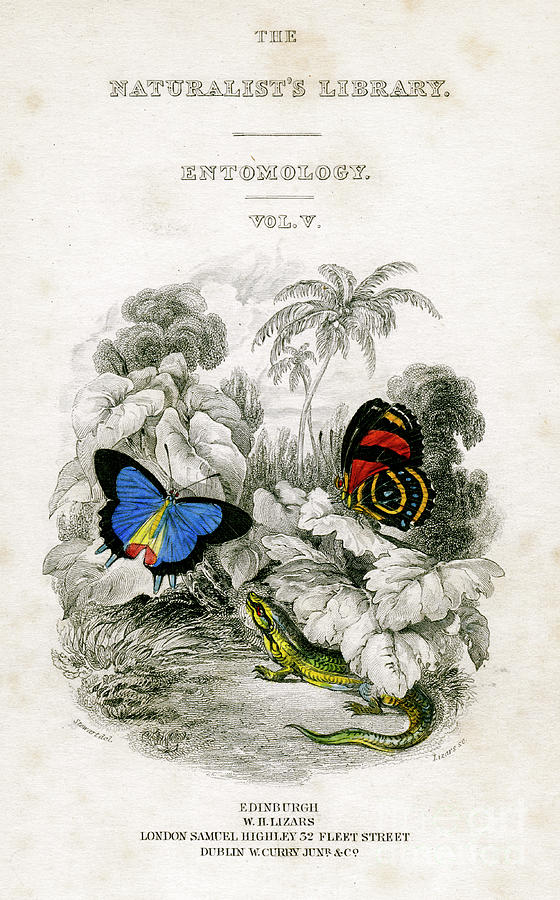 The Naturalists Library, Entomology Drawing by Print Collector