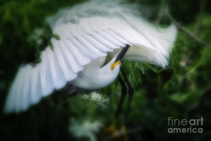 Snowy Egret Photograph - The Nature Of Beauty by Mary Lou Chmura