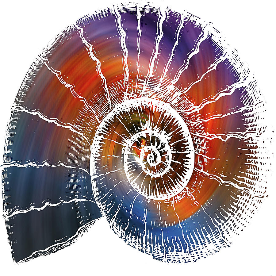The Nautilus Shell Transparent 2 Digital Art by OLena Art