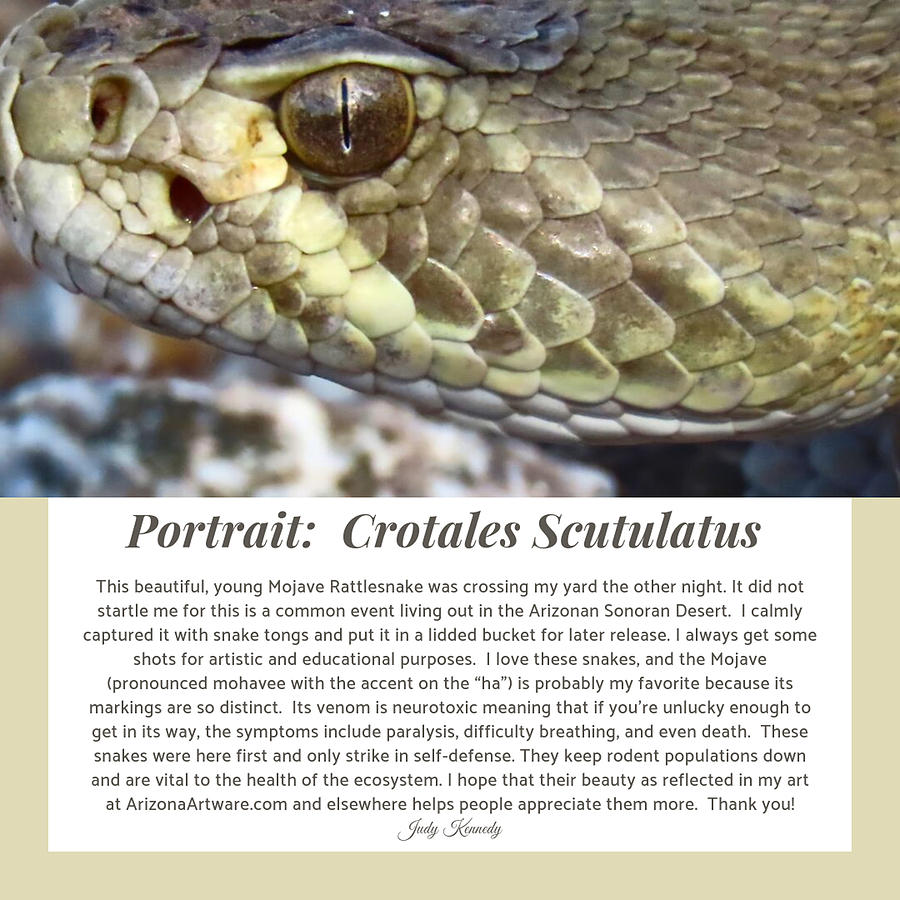 The Necessity of Rattlesnakes Photograph by Judy Kennedy