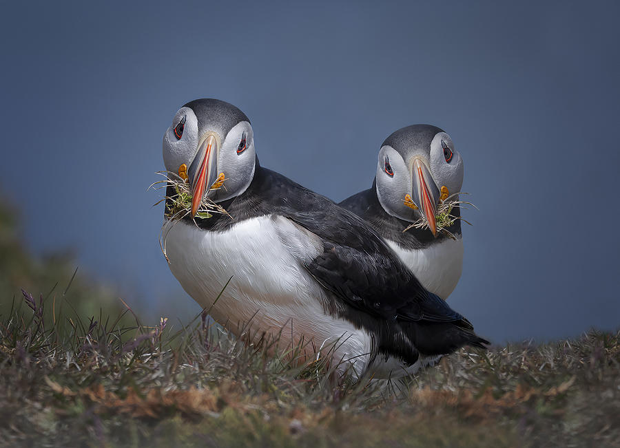 Puffins Photograph - The Nest Builders by Molly Fu