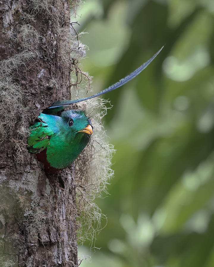 Male Photograph - The Nest Is Not Deep Enough. by Cheng Chang