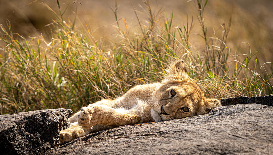 The Next Lion King Photograph by Modi Gendelman