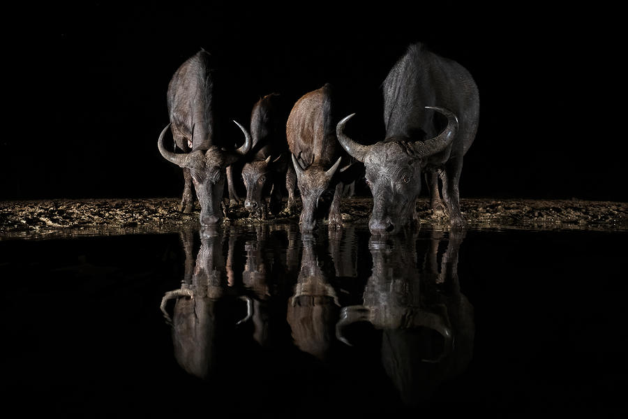 Wildlife Photograph - The Night Herd by Marco Pozzi