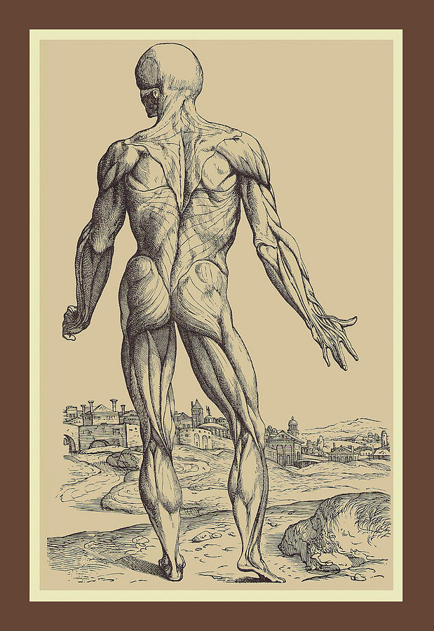 The Ninth Plate of the Muscles Painting by Andreas Vesalius